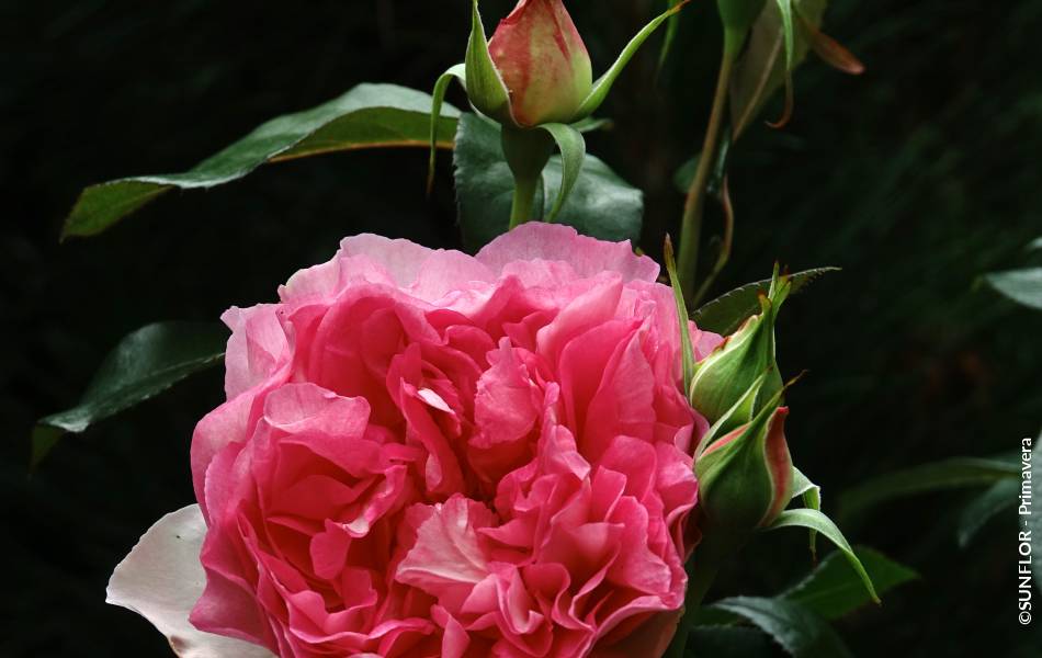 ©SUNFLOR - Primavera